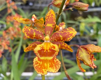 Ons. Golden Mirth 'Filini's Gold Dust' Comes in 4" Pot