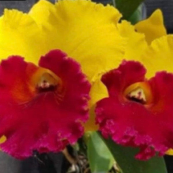 Cattleya Rlc Thongsuphan Gold x Rlc Suvarnabhumi Magic Comes in 2" Pot