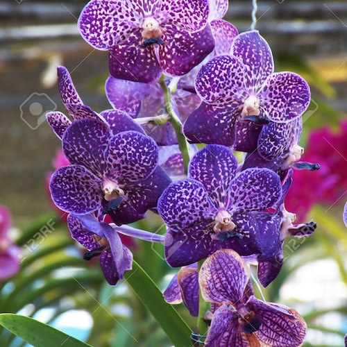 Orchidée Dendrobium blanche - Livraison rapide