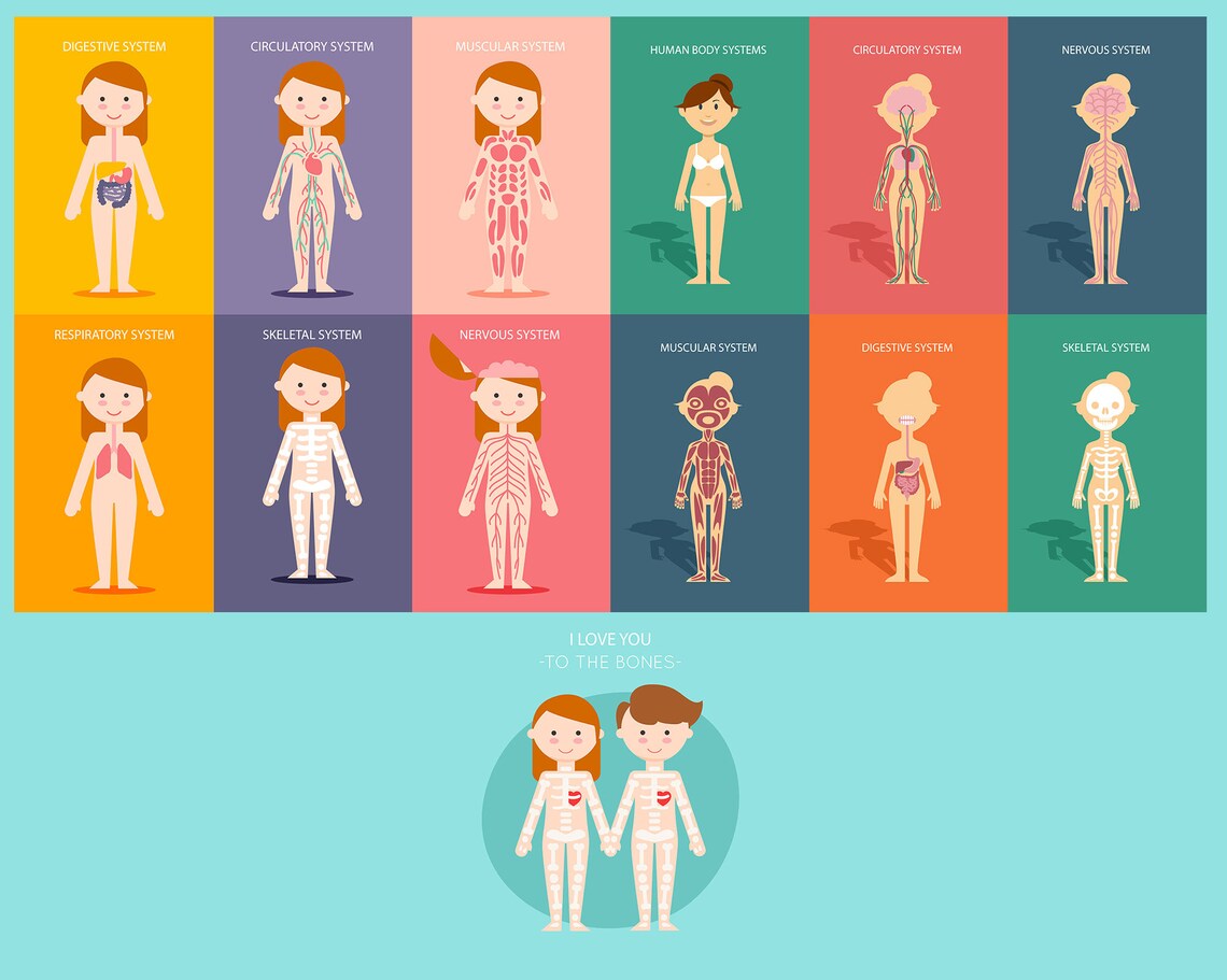 Human Body Systembody Clip Art Learning Anatomy Body Organs Etsy UK