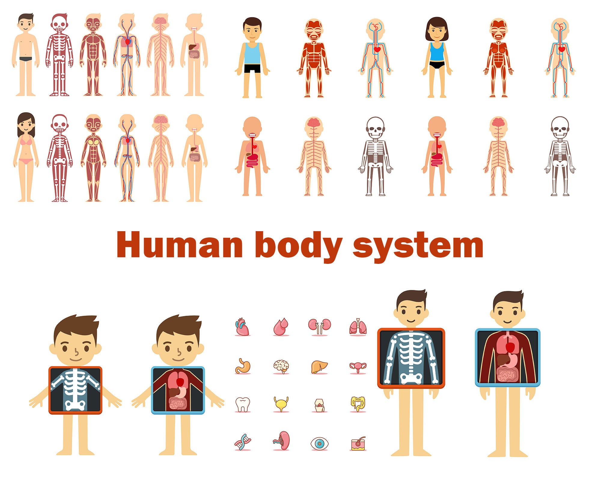 Human Body Systembody Clip Art Learning Anatomy Body Organs Etsy UK