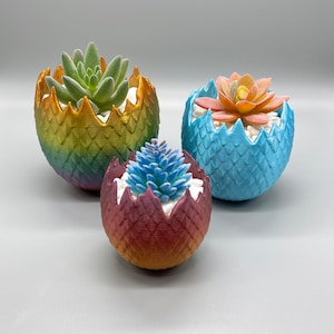 Five Elements Plants Dragon Eggs Pota 鉢（遂にFEP