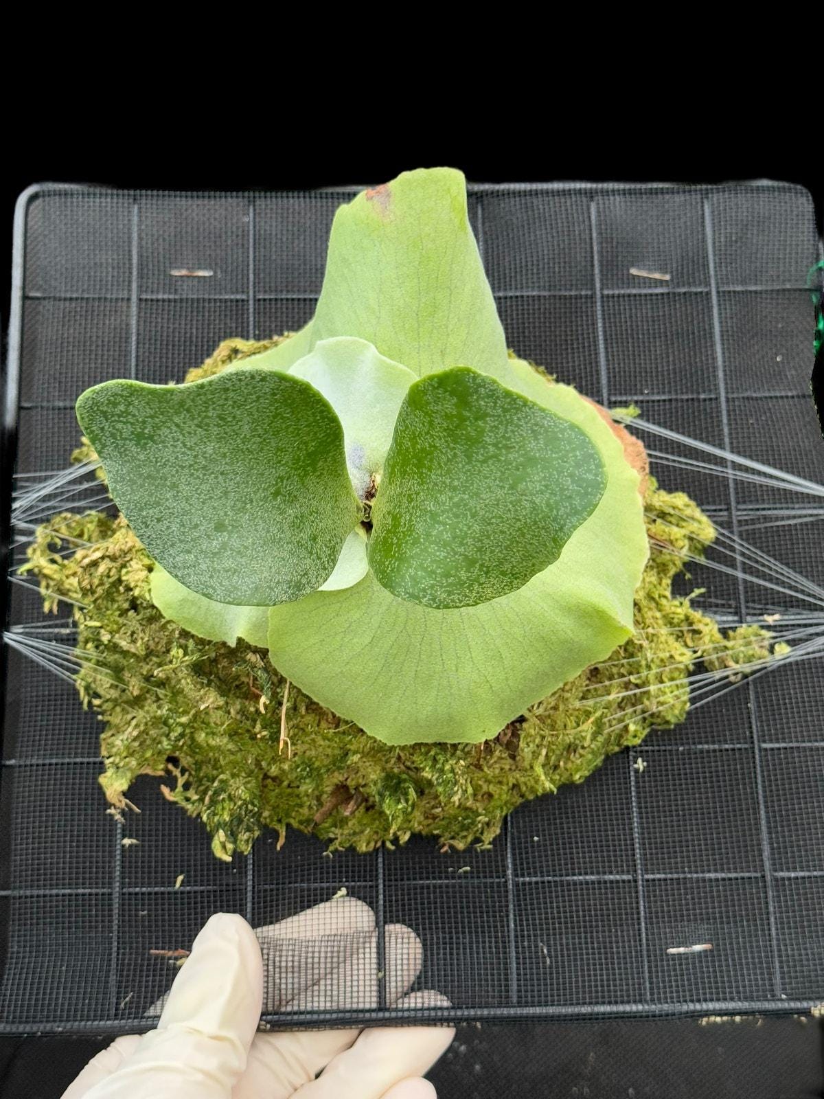 Platycerium Jenny - Etsy