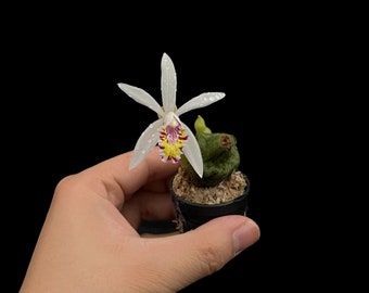Pleione Maculata Orchid blooming size tuber