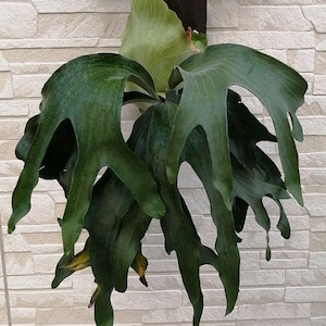 Platycerium hillii Panama tropical rare plant image 1