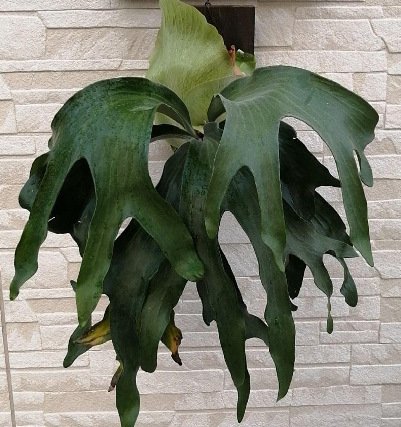 Platycerium hillii Panama tropical rare plant image 1