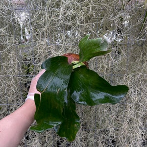 Platycerium hillii Panama tropical rare plant image 3
