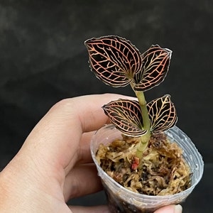 Jewel Orchid - Anoectochilus albolineatus hybrid rare orchid tropical plant