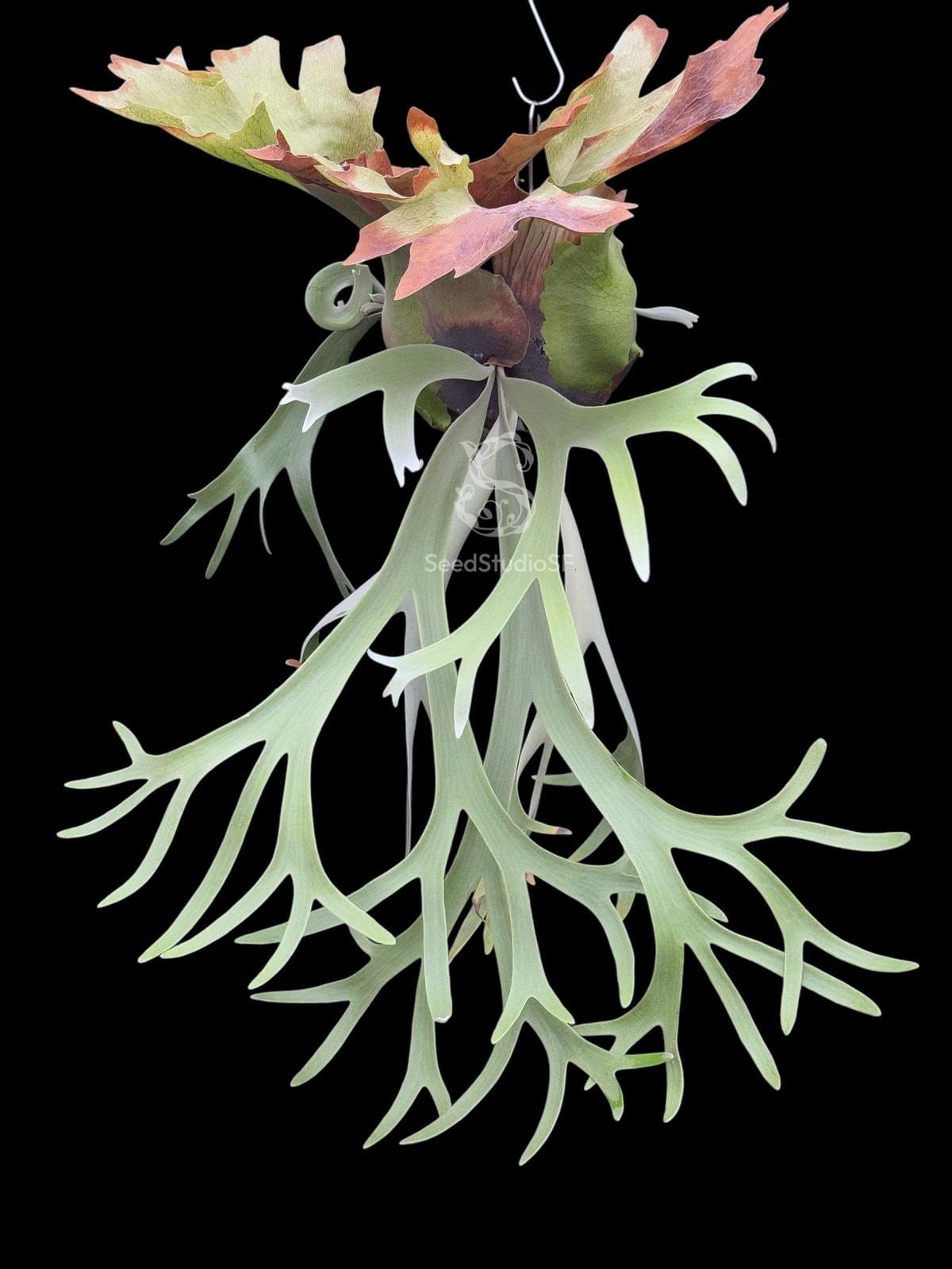 ビカクシダ P.Willinckii Java Wild P.Willinckii Java Wild 【artPLANTs】 ビカクシダ/Platycerium