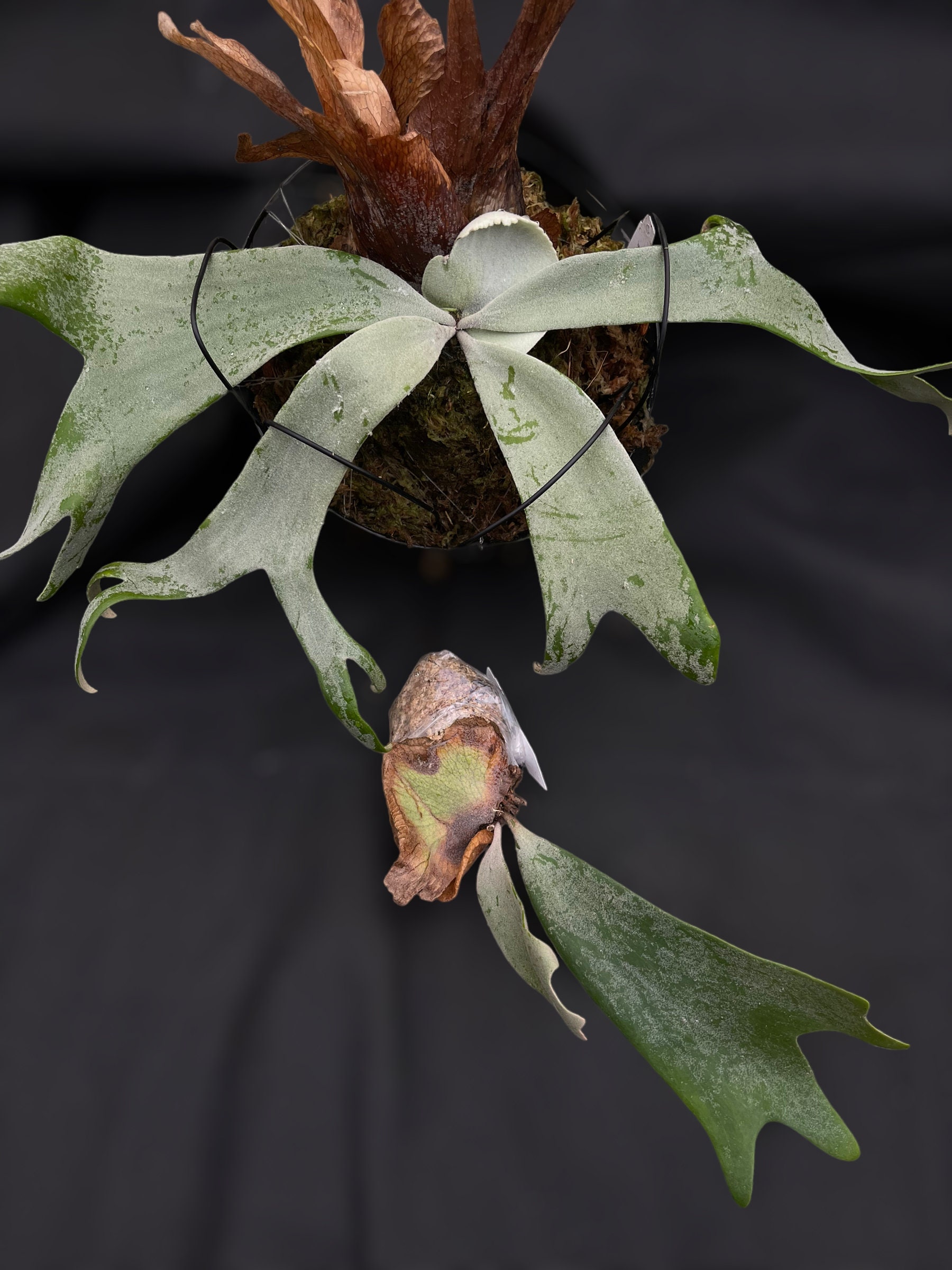 P. willinckii ’Jenny’ TC 304 Platycerium willinckii 'Jenny' TC | website