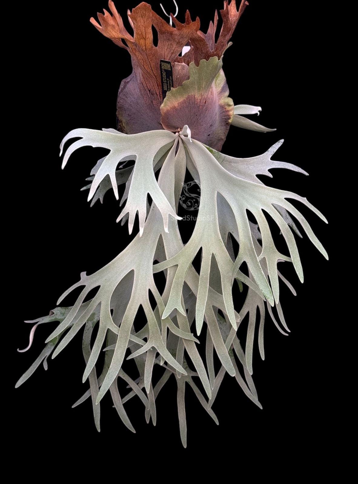 好きに Platycerium Willinckii  ビカクシダ