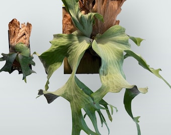 Platycerium Wallichii, butterfly platycerium, rare tropical plant, staghorn  fern.  US Seller