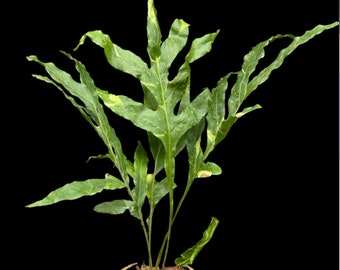 Variegated Drynaria quercifolia, Oak Leaf Fern, rare tropical plant