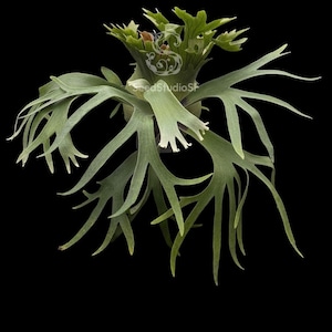 ビカクシダ P. 'Foong Sigi' vp 2025.5/30〜】板付ビカクシダ P. Foong siqi sporeling 'G