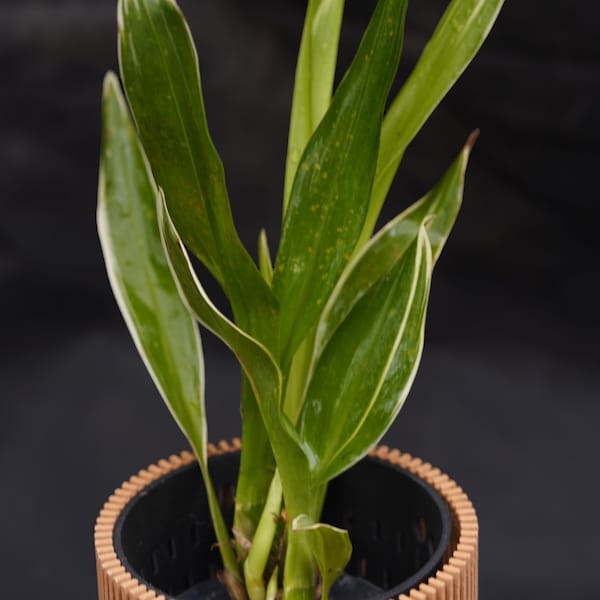 Grammatophyllum scriptum var. citrinum variegated orchid rare
