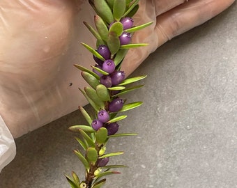 Disterigma rimbachii - neotropical blue berry, rare tropical plant