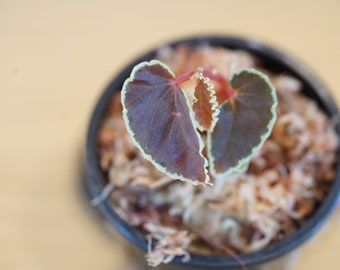 Begonia darthvaderiana rare tropical terrarium plant (Darth Vader Begonia)