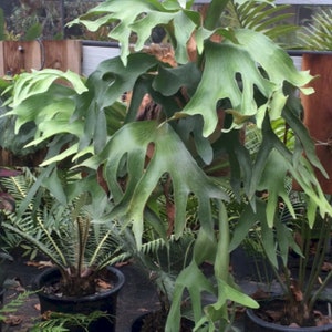Platycerium hillii Panama tropical rare plant image 2