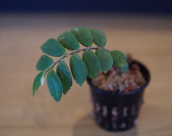 Elatostema sp china rare terrarium plant