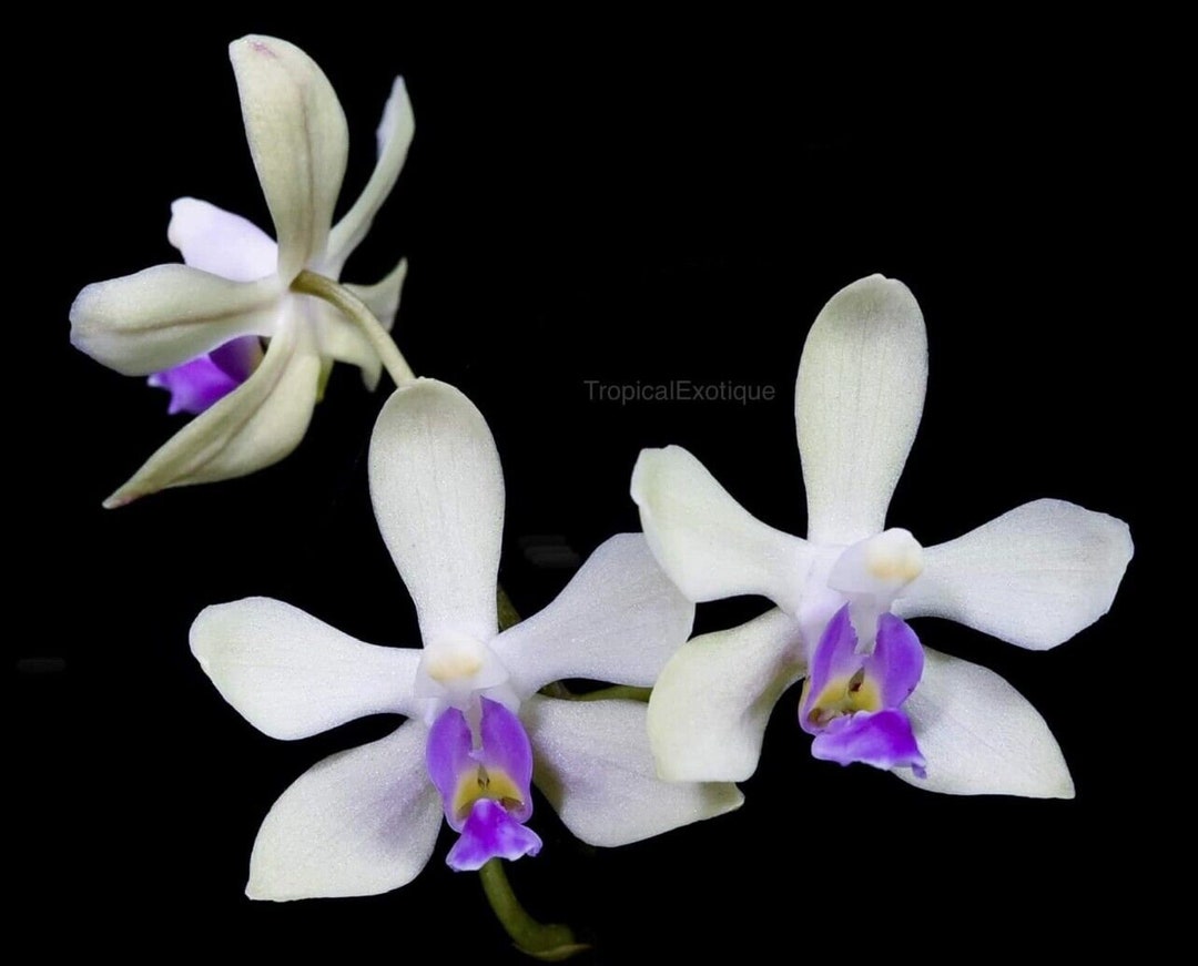 Phalaenopsis Wilsonii Special Cv 'white Flower With Blue Lip' Seedling ...
