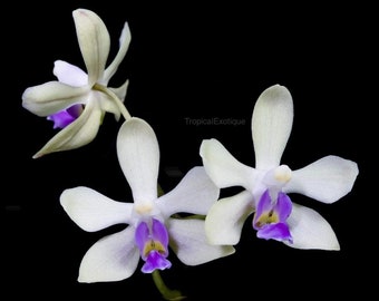 Phalaenopsis wilsonii special cv 'white flower with blue lip' seedling