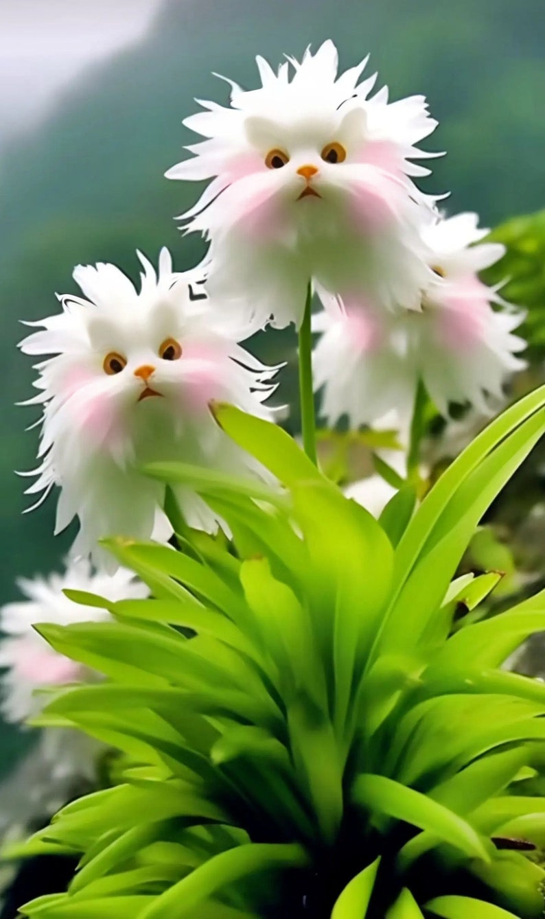 10 Seeds Pink Cat's Eye Dazzle Unique Flower Garden Planting Free