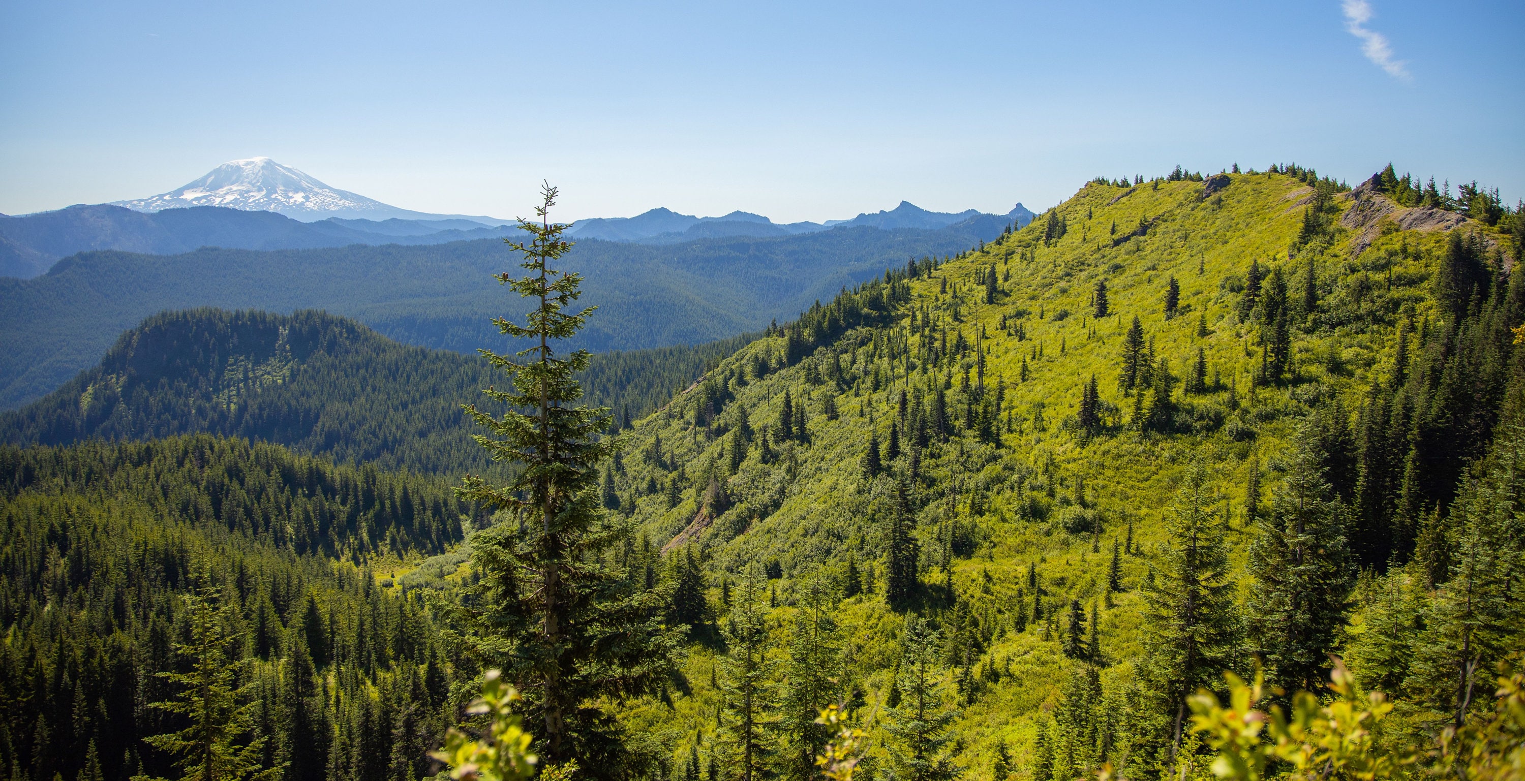 Gifford Pinchot National Forest Etsy