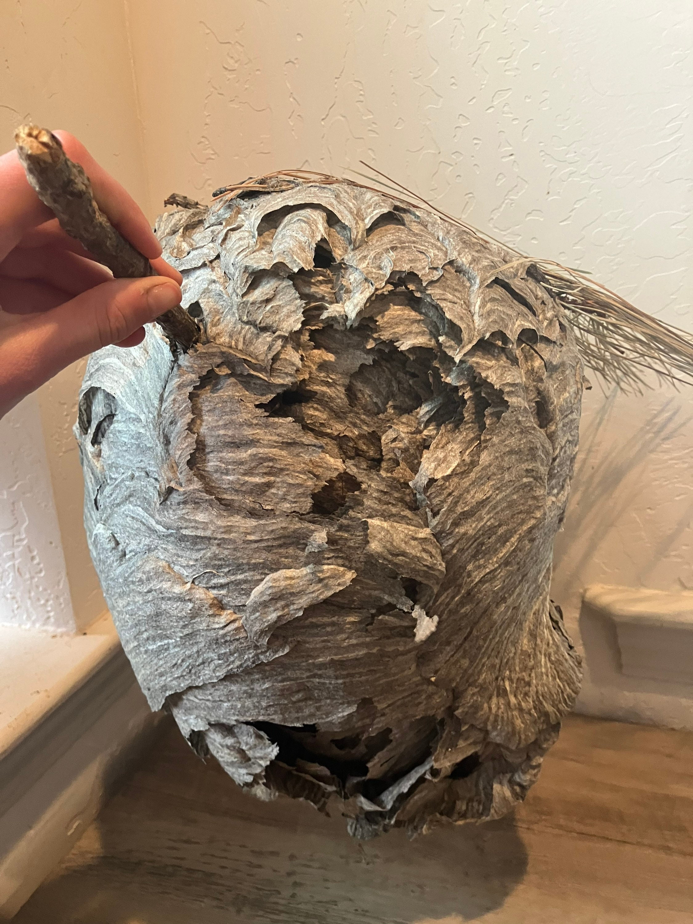 HUGE WASP NEST, Real, Taxidermy, Nest, Bee Hive, Bee Nest, Paper