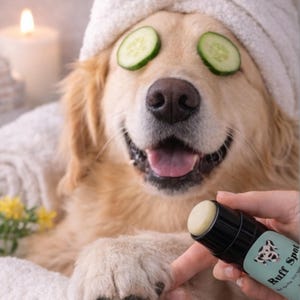 May include: A golden retriever with a white towel on its head and cucumber slices over its eyes. The dog is smiling with its tongue out. A person is holding a black and green Ruff Spot balm stick and applying it to the dog's paw.