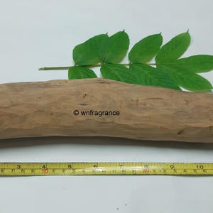 Könnte beinhalten: Ein hellbrauner, geschnitzter Holzstamm mit einem grünen, belaubten Zweig obenauf. Ein gelbes Maßband liegt darunter. Der Text "© wnfragrance" ist auf dem Holz aufgedruckt. Der Stamm ist etwa 33 cm lang.