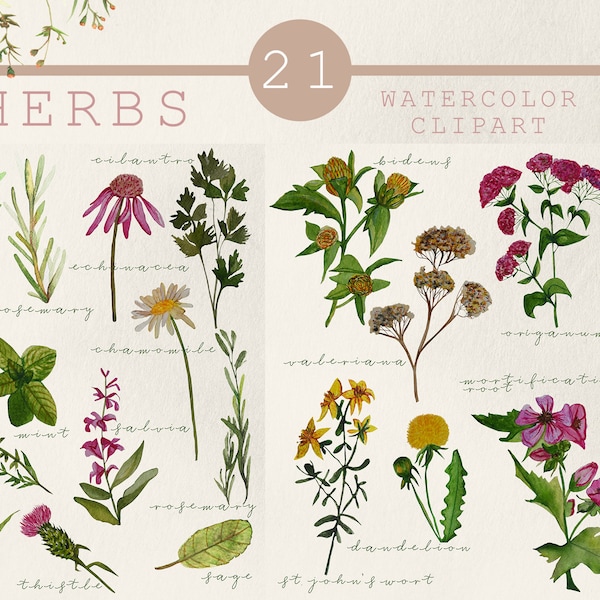 Medicinal herbs clipart,  healing herbs botanical clip art, watercolor herds, wild floral clipart, Watercolor greenery clipart, herb set png