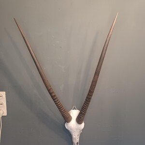 Buy Five Female Blesbok Horns at Worldwide Wildlife Products
