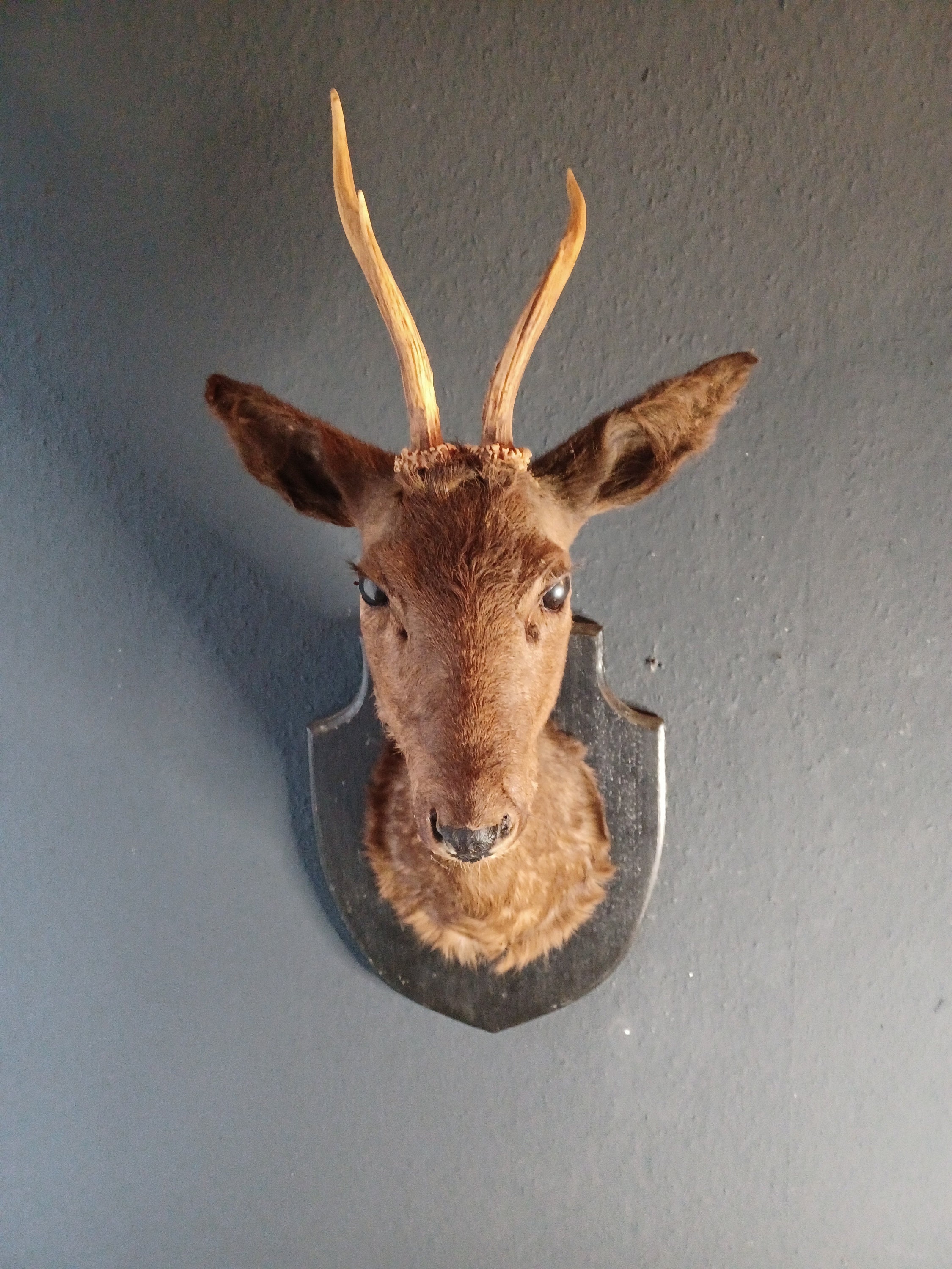 あ*の様 archive Roen scull design real leat Real Roe Deer Skull Art With Engraved Design Rune Algiz