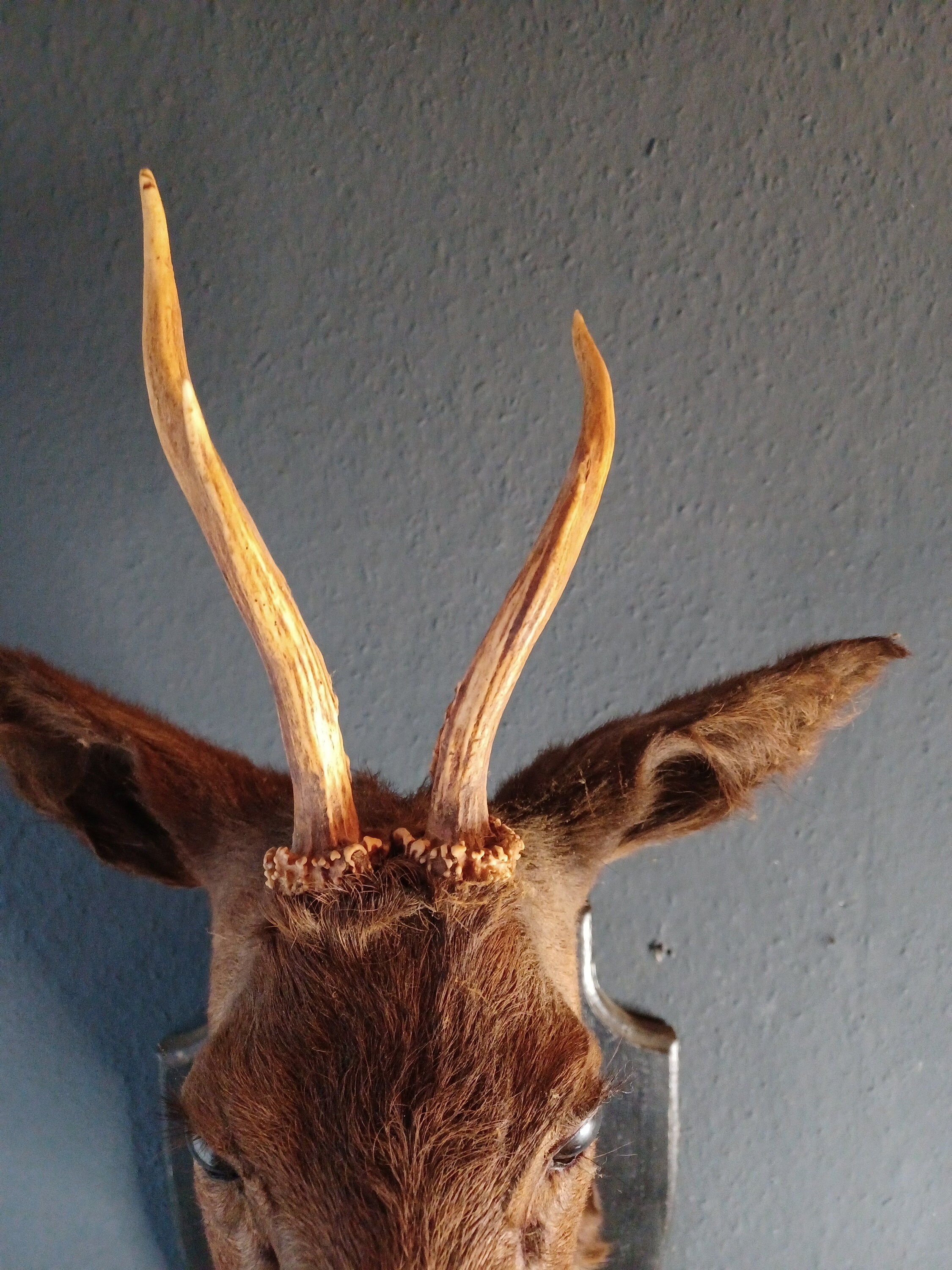 あ*の様 archive Roen scull design real leat Real Roe Deer Skull Nordic Runes Lighting - Handmade Gothic