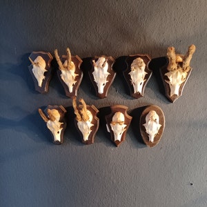 Curious and abnormal vintage roebuck antlers, hunting trophy