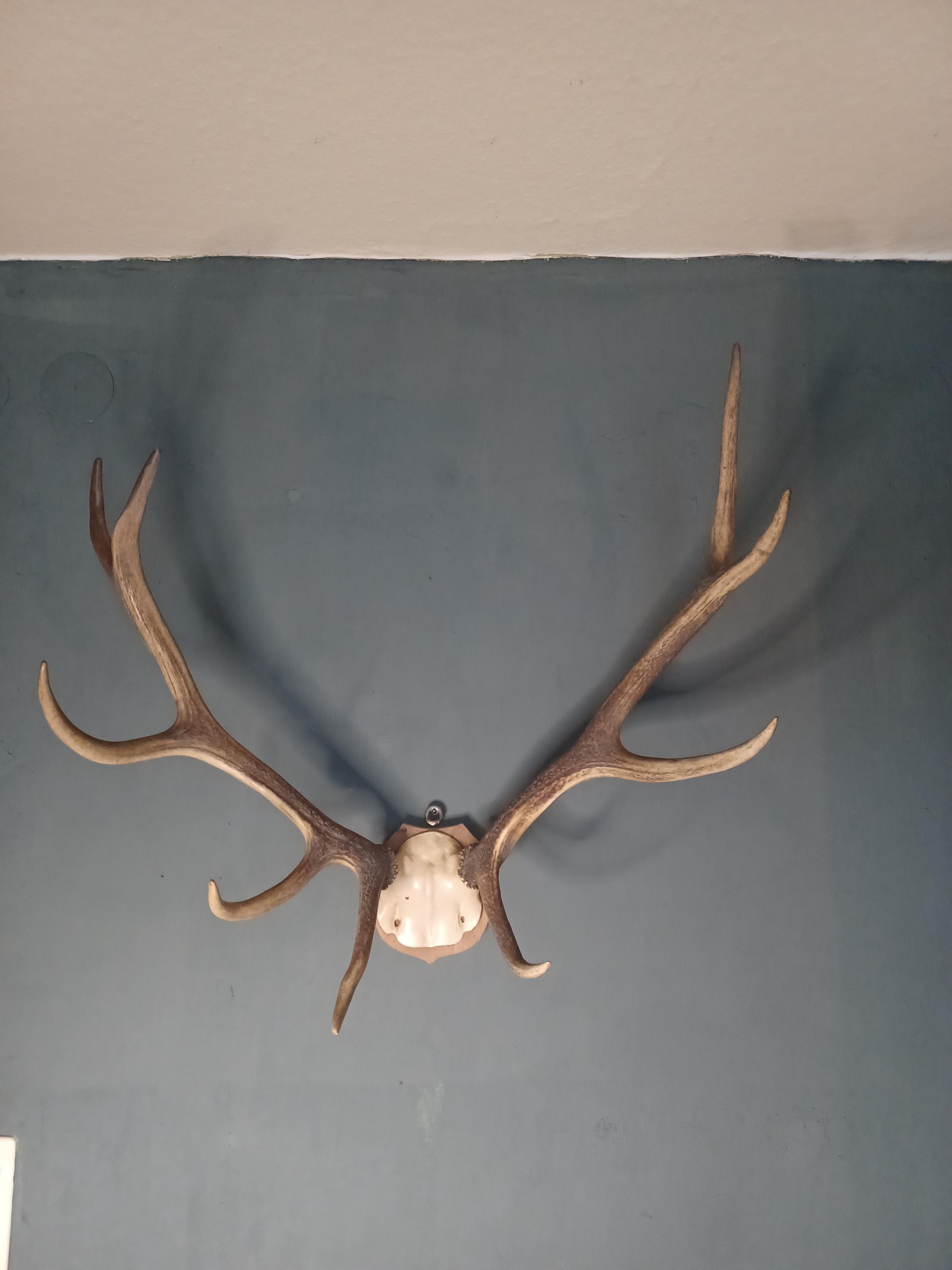 蝦夷鹿hunting trophy（Wild wide antler）