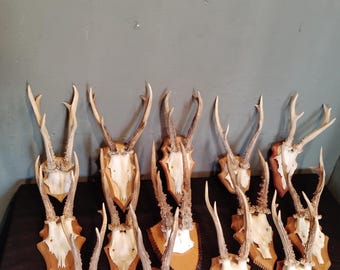 Kapitale vintage Rehbockgeweihe, Jagdtrophäe, Jagd, Gehörn, Geweih.