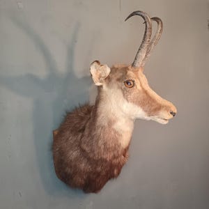 Gams Gemse Kopf Schulter Präparat auf Trophäenschild Hornlänge ca. 20 cm