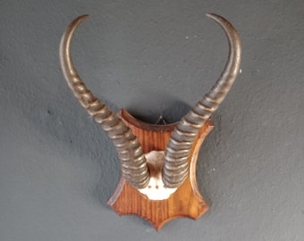 Capital African antelope antlers on a wooden board