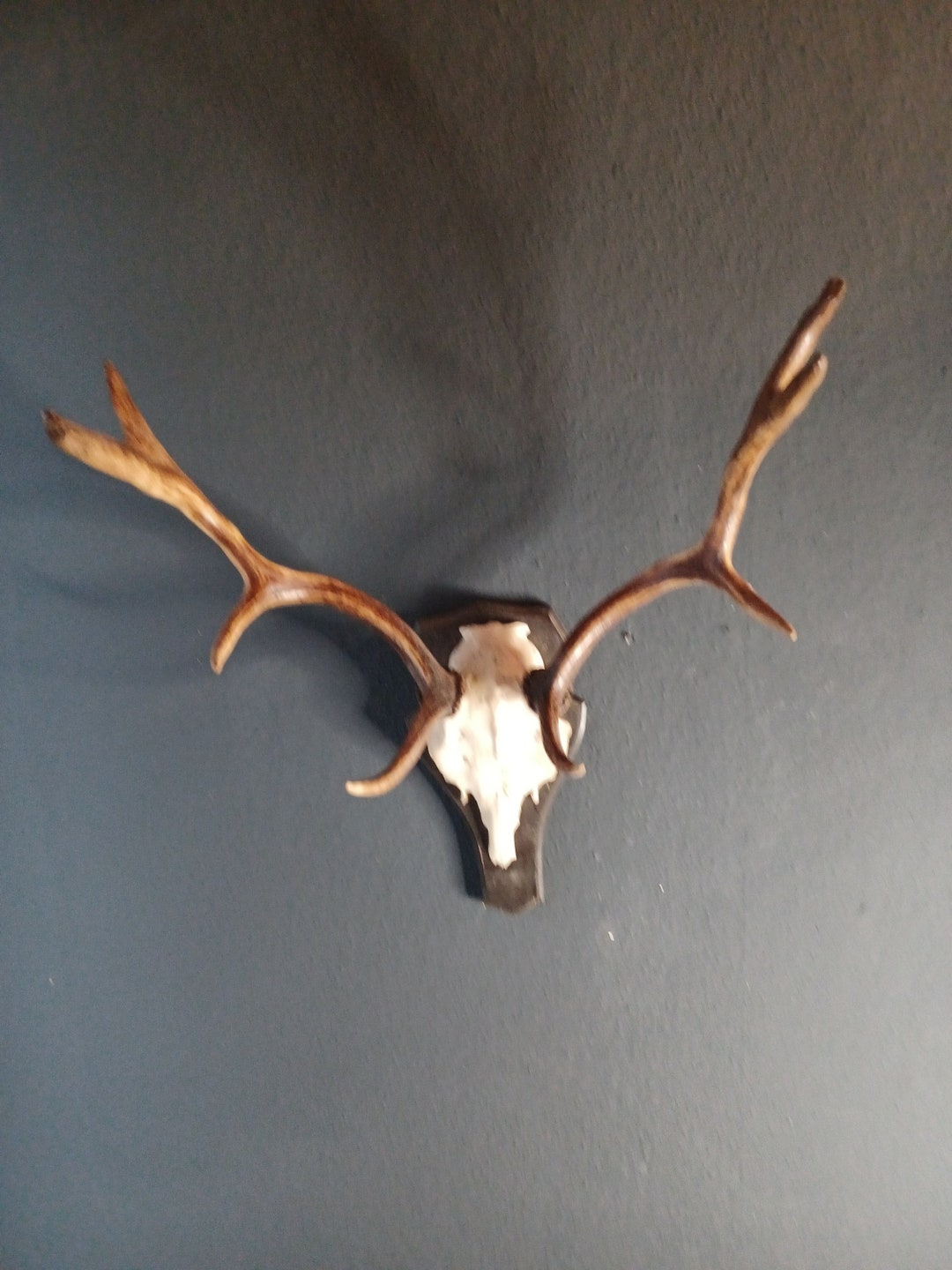 Beautiful Capital Hunting Trophy Antlers Fallow Deer Antlers Etsy