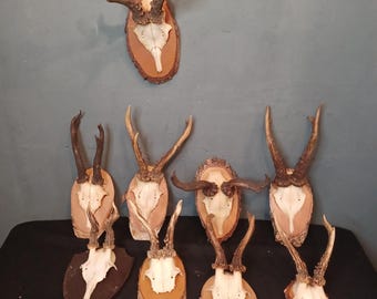 3 Pièce Plaquettes de Trophées Af 20,5 X 13 CM Chevreuil Plaque Grand