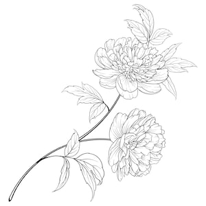 Peony Flower Coloring Page Peony Flower Coloring Page for Adults image 2