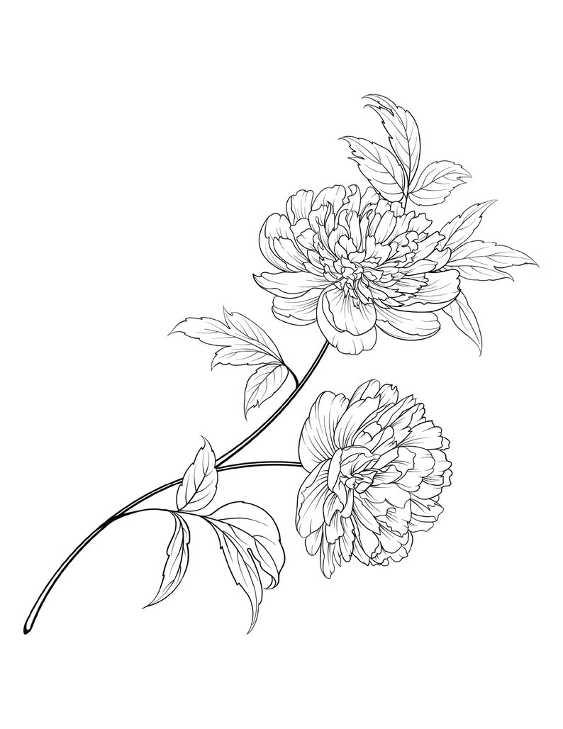 Peony Flower Coloring Page Peony Flower Coloring Page for Adults image 2