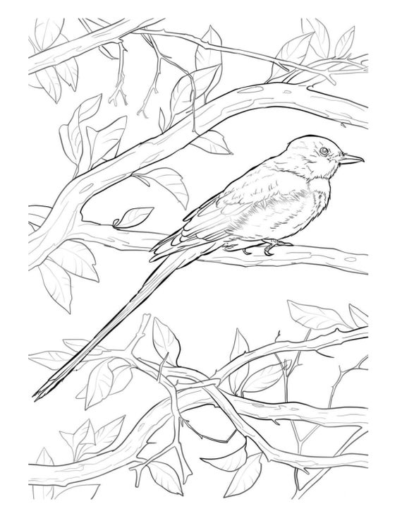 Bird Coloring Page Adult Coloring Book Nature Coloring | Etsy