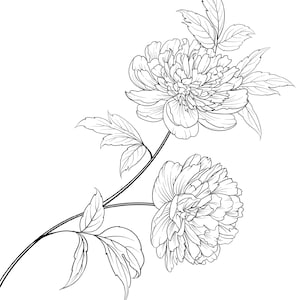 Peony Flower Coloring Page Peony Flower Coloring Page for Adults image 1