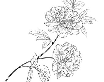 Página para colorear de flor de peonía / Página para colorear de flor de peonía para adultos