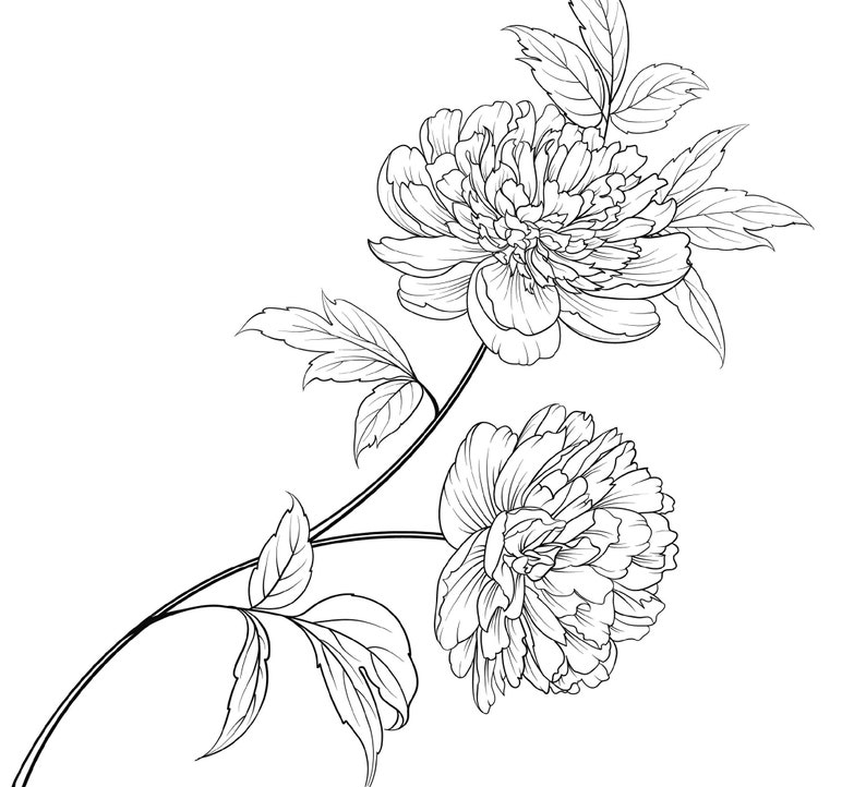 Peony Flower Coloring Page Peony Flower Coloring Page for Adults image 1