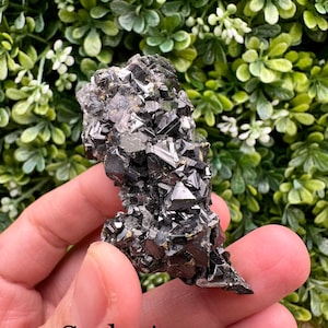 Galena with Pyrite from Borieva Mine Madan ore Field Smolyan Providence Bulgaria
