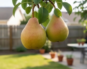 25+ Moonglow Pear Seeds for Garden Planting | Hardy Fruit Tree Seeds