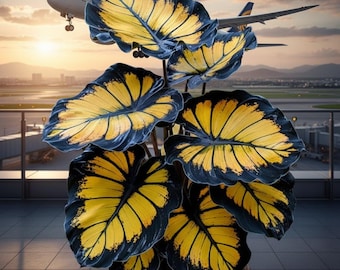 May include: A potted plant with large, striking leaves. The leaves are a vibrant yellow with dark blue-black edges. An airplane is in the background, with a sunset sky and airport in the distance. The plant is in a brown pot.